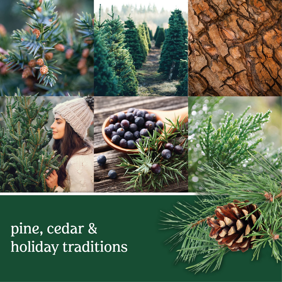 Yankee Candle Balsam & Cedar fragrance: pine, cedar and balsam